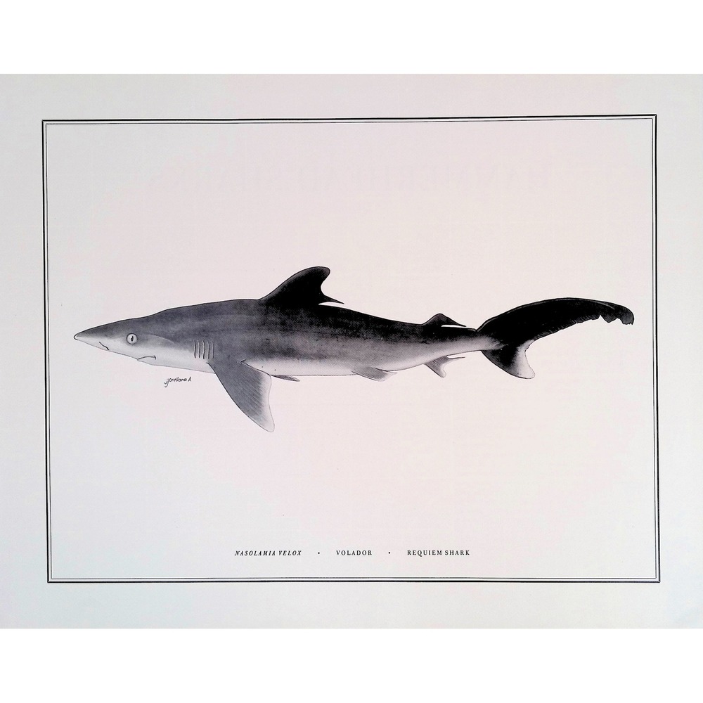 1985 Requiem Shark Volador Original Fish Book Plate Ocean Marine Wall Art Print